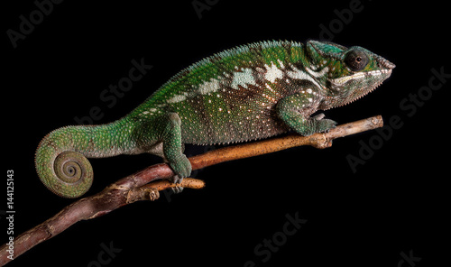Panther chameleon Furcifer pardalis Antalaha © Jan