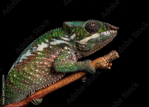 Panther chameleon, Furcifer pardalis Antalaha lizard from Madagascar