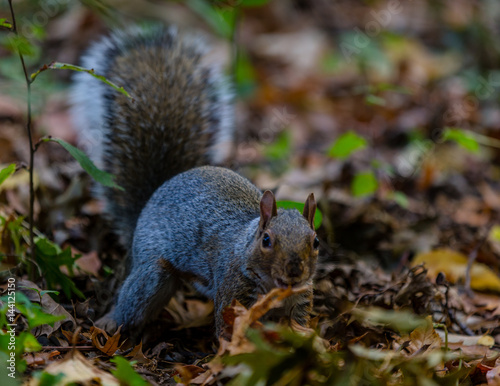 Squirrel in the park
