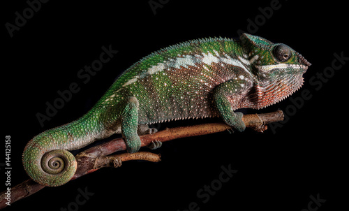 Panther chameleon Furcifer pardalis Antalaha © Jan