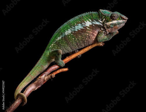 Panther chameleon Furcifer pardalis Antalaha