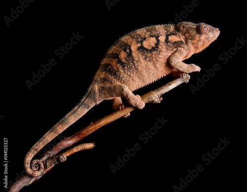 Female Panther chameleon - Furcifer pardalis Ambilobe photo