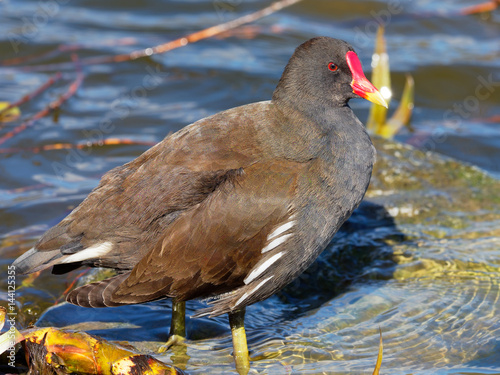 Moorhen - Gallinula chloropus