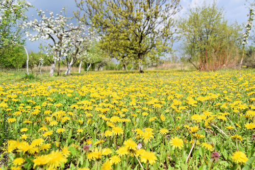 Dandelion meadow in early springtime © zvonkodjuric