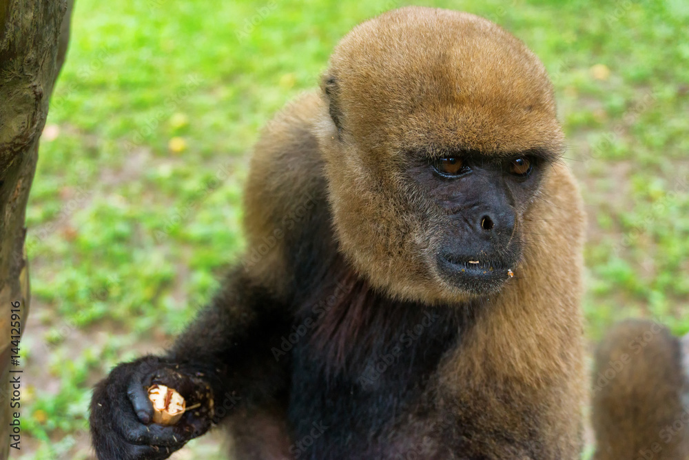 Fototapeta premium View of a Woolly Monkey