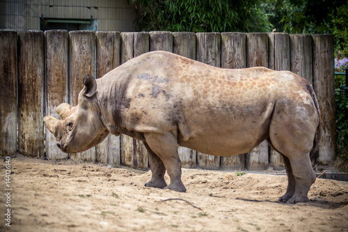 Muddy rhinoceros male
