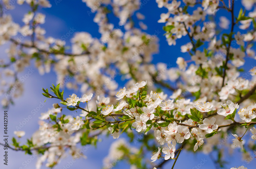 Blooming flowers and spring bokeh light background. Blooming flowers and spring bokeh light background.