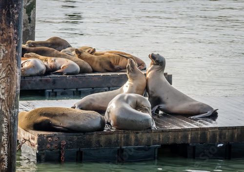 Sea Lions of Pier 39 at Fishermans Wharf - San Francisco, California, USA