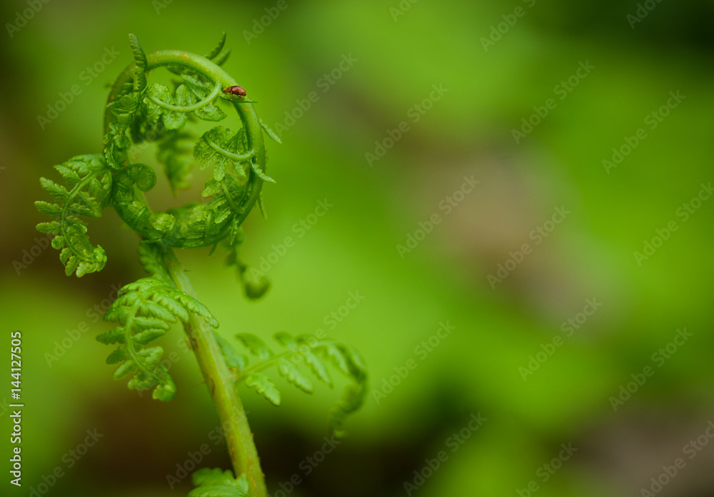 Fern with bug