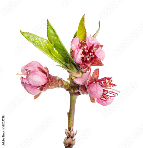 Peach flower isolated on white background