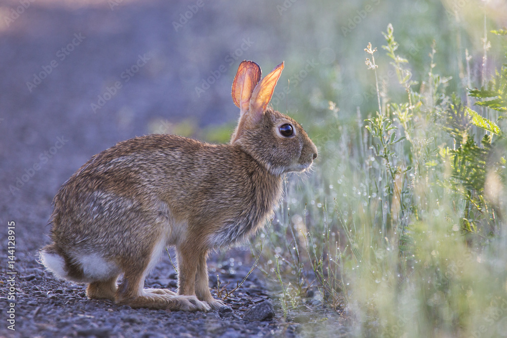 Fototapeta premium Eastern Cottontail rabbit