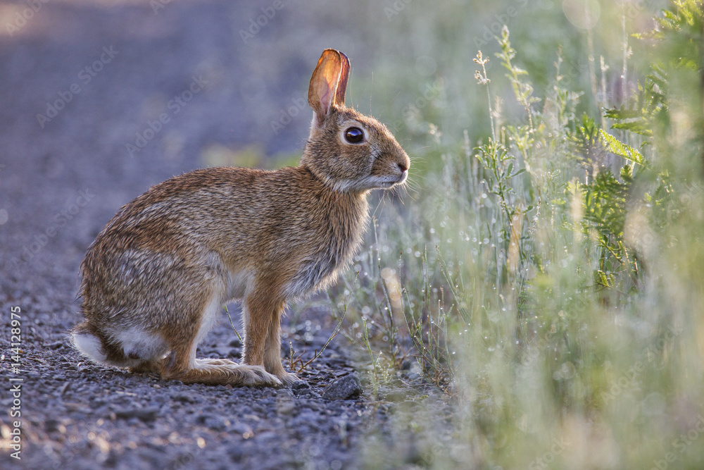 Fototapeta premium Eastern Cottontail rabbit