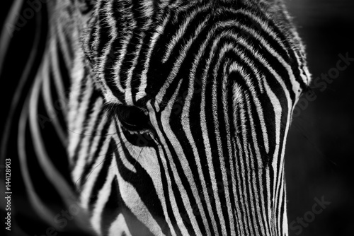 Fototapeta Naklejka Na Ścianę i Meble -  High Contrast Zebra