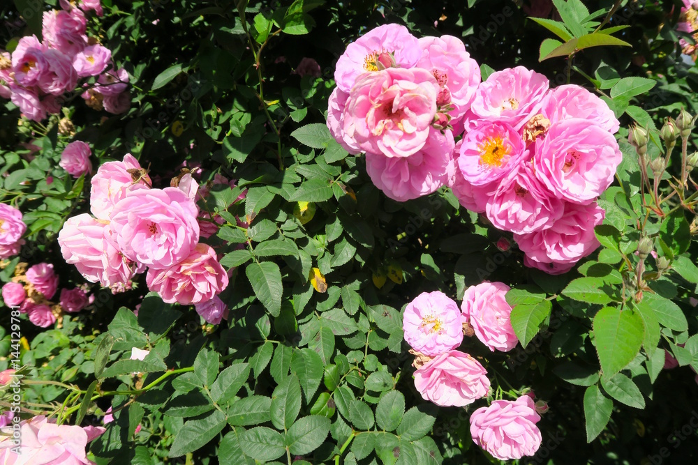 small pink roses on a tree