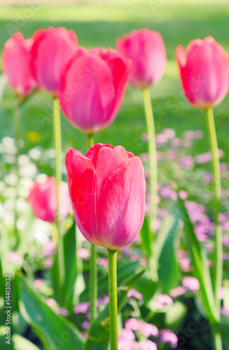 Tulip flowers blooming in Spring.   olorful tulip on nature background. Closeup of beautiful spring flowers on green flowerbed in city park. Flowers with bokeh spring background.