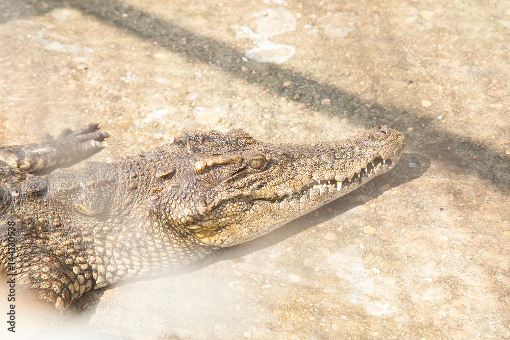 Fototapeta premium Crocodiles In A Crocodiles Farm