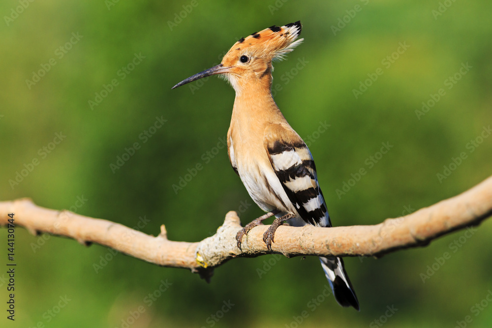 exotic colorful bird with a tufted exotic colorful bird with a tufted
