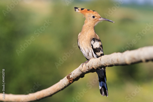 young hoopoe sitting on a wavy branch