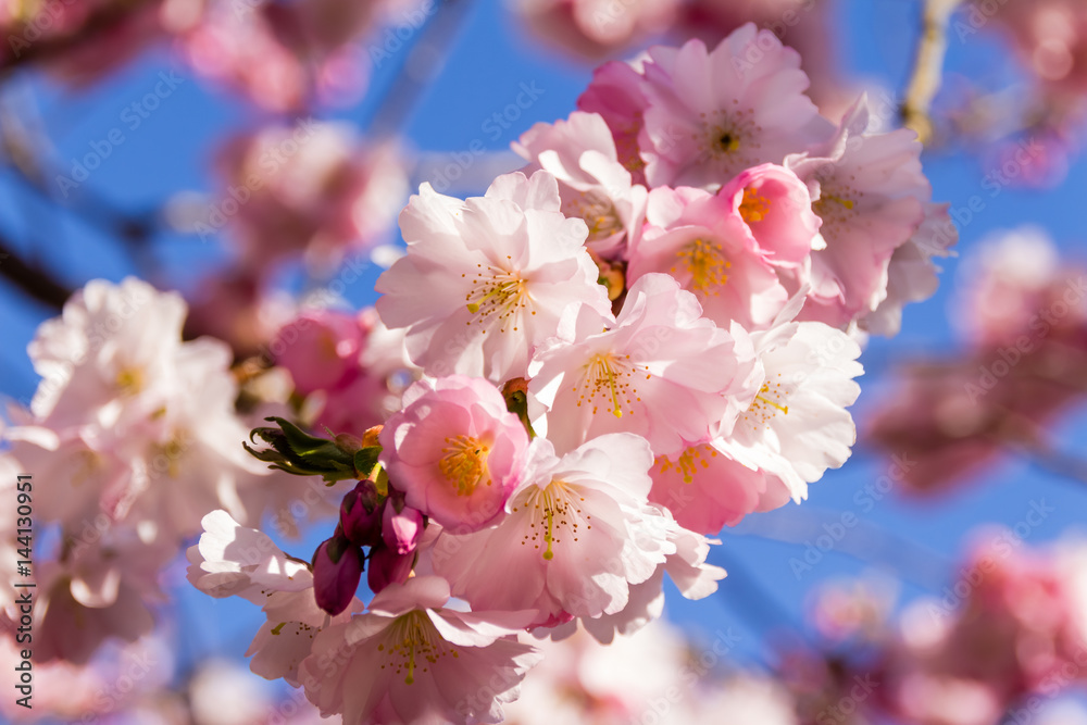 Cherry blossom trees in full bloom in springtime