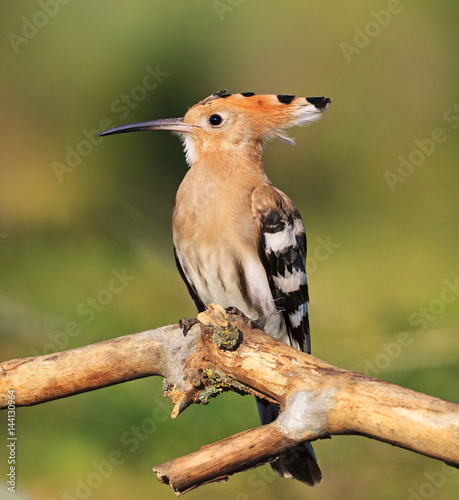 Royal hoopoe bird is a symbol of love and gratitude