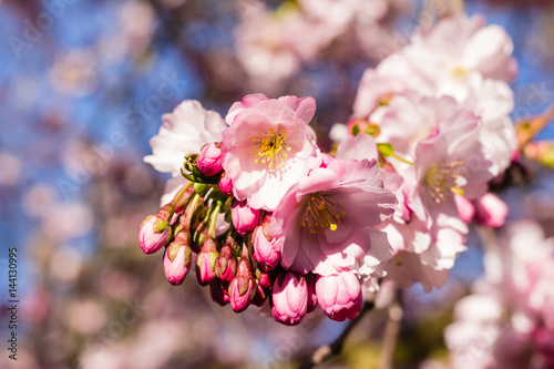 Cherry blossom trees in full bloom in springtime