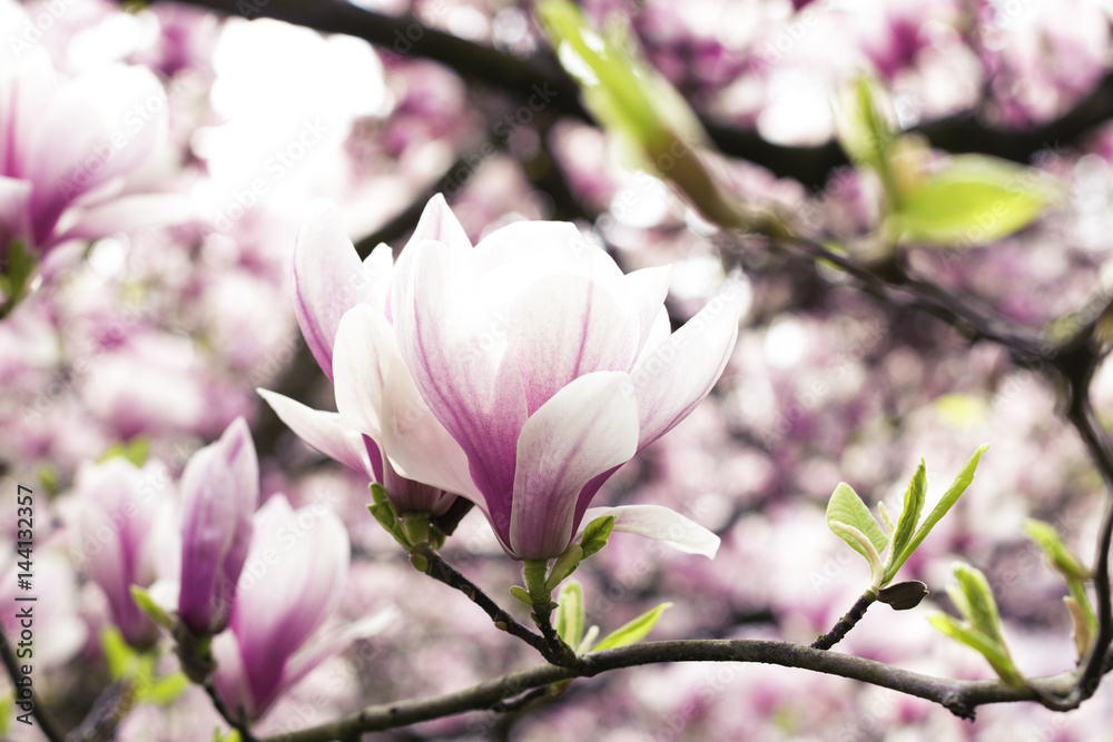 blühender Magnolienbaum im Frühling