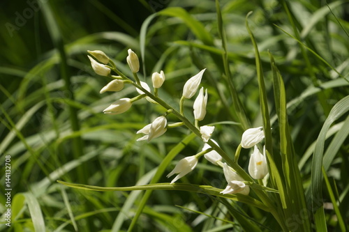 Weisses Waldvögelein - Cephalanthera damasonium
