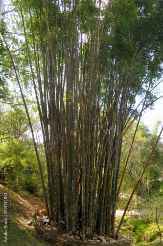 a lot of bamboo trees growing together