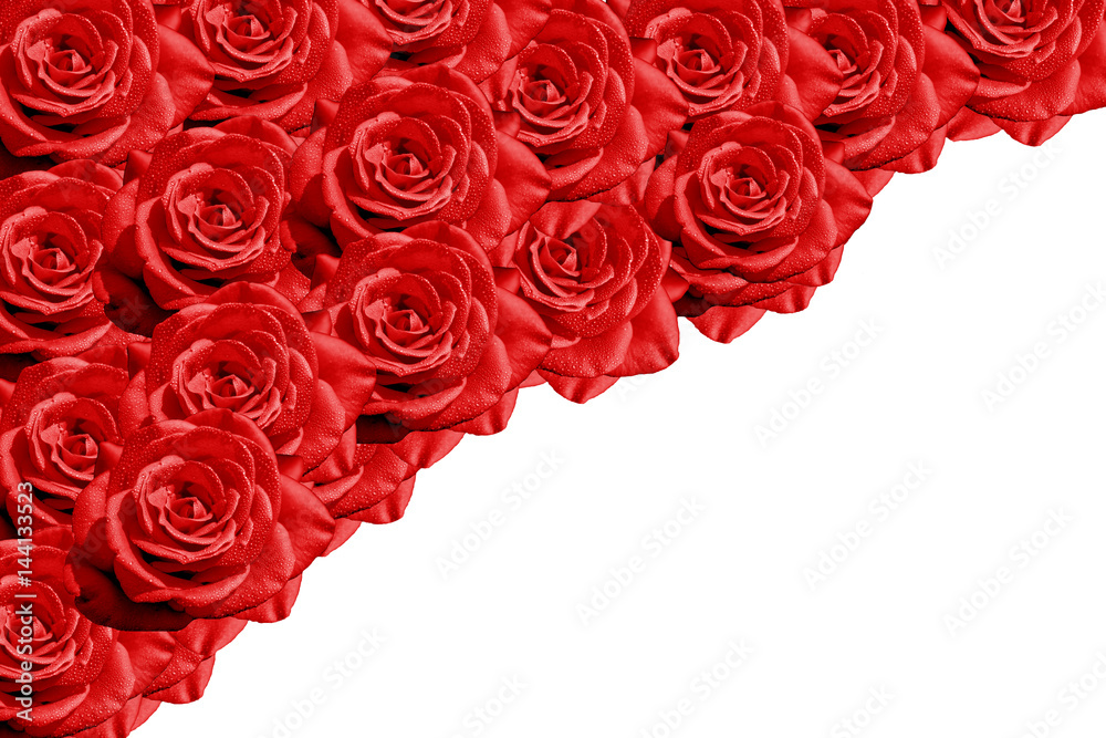 Fototapeta premium Rosas rojas con fondo blanco 