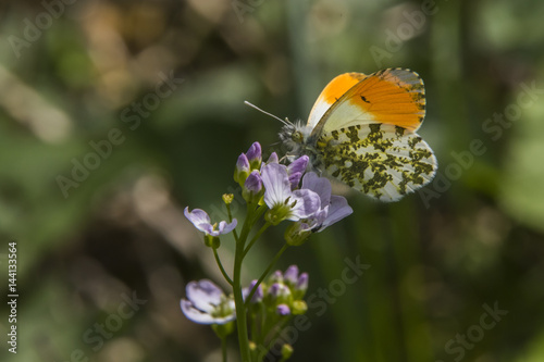 Aurorafalter (Anthochraris cardamines)