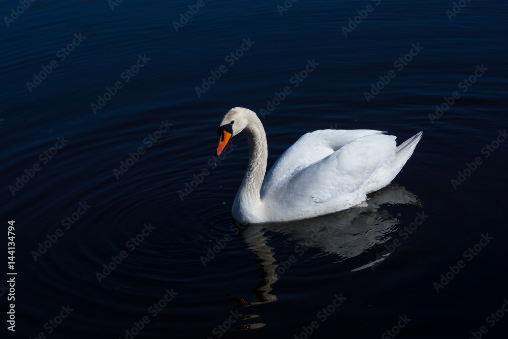 Fototapeta premium Łabędź niemy
