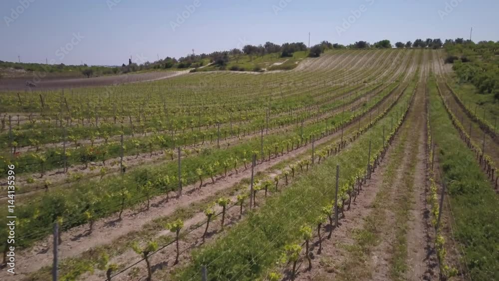 flying forward low over vineyard flying forward low over vineyard