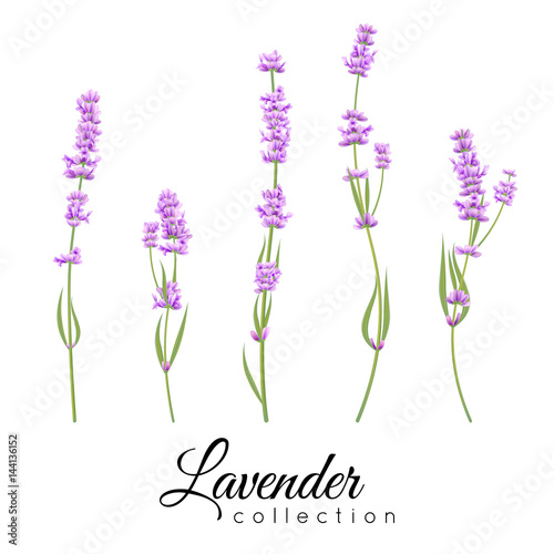 Fototapeta Naklejka Na Ścianę i Meble -  lavender collection. Vector illustration with summer flower isolated on white background for wedding, birthday, holiday card design.