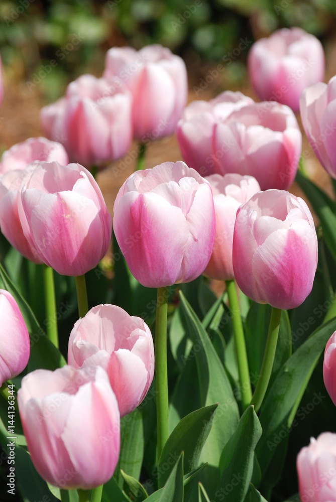 Fototapeta premium close up on tulip blooming in spring