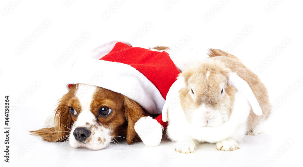 Christmas pets lie together in studio white background.