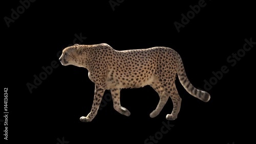 Cheetah slowly walking seamlessly looped on black screen, real shot, isolated on alpha channel premultiplied with black and white luminance matte, perfect for digital composition, cinema, 3d mapping