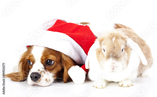 Christmas animal pet dog santa hat. Lop rabbit and puppy together. Xmas animals pets. © TrainedPets