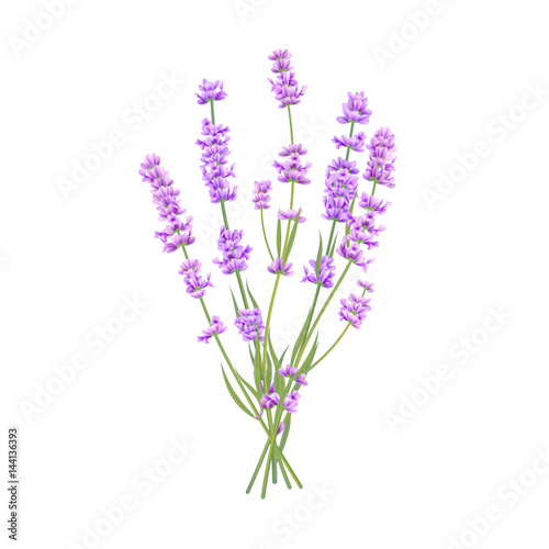 Vector lavender bouquet isolated for wedding design  birthday card or flower shop