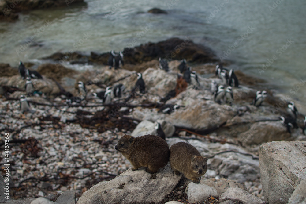 Rock Hyrax and Penguin Colony in Hermanus, Garden Route, Western Cape, South Africa