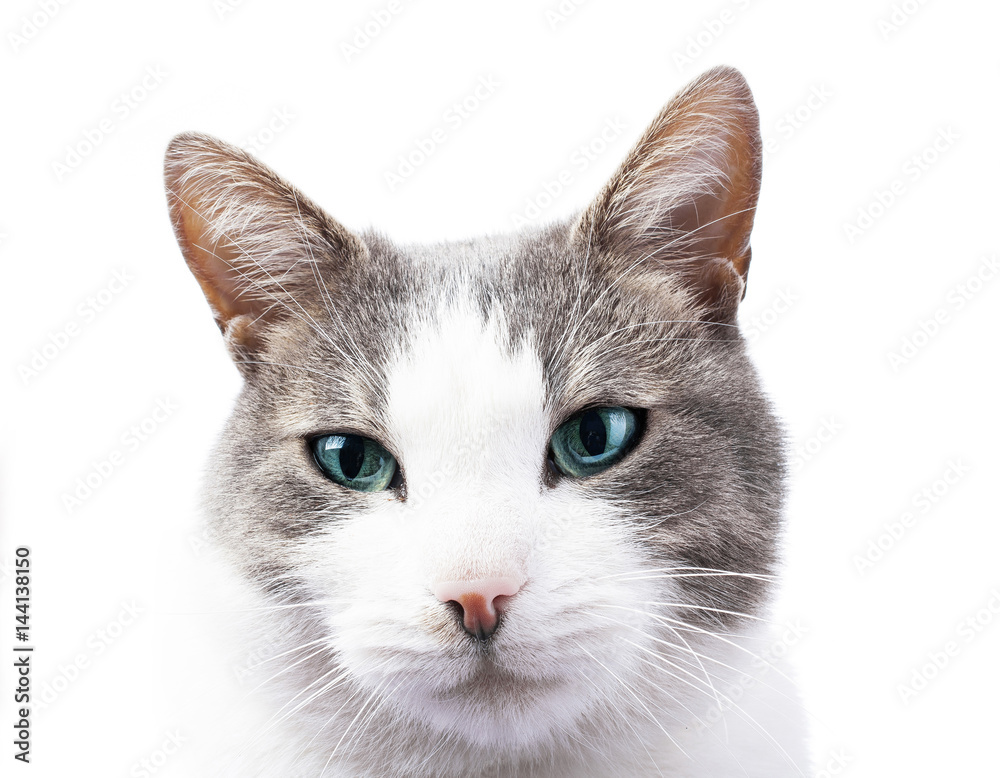 Stunning domestic cat with blue eyes in studio background.