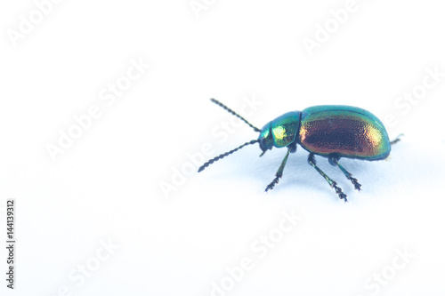 Mint leaf green beetle with green red orange metallic color (Chrysolina herbacea) in the family of Chrysomelidae - isolated in white background. Rare studio photo of a male.