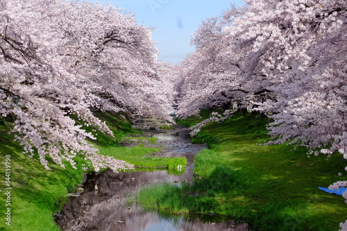 根川緑道の桜