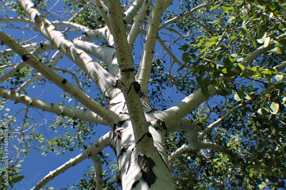 Fototapeta premium Aspen Wide