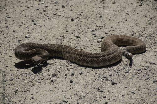 Red Diamondback Rattlesnake, Crotalus Ruber, East San Diego County photo