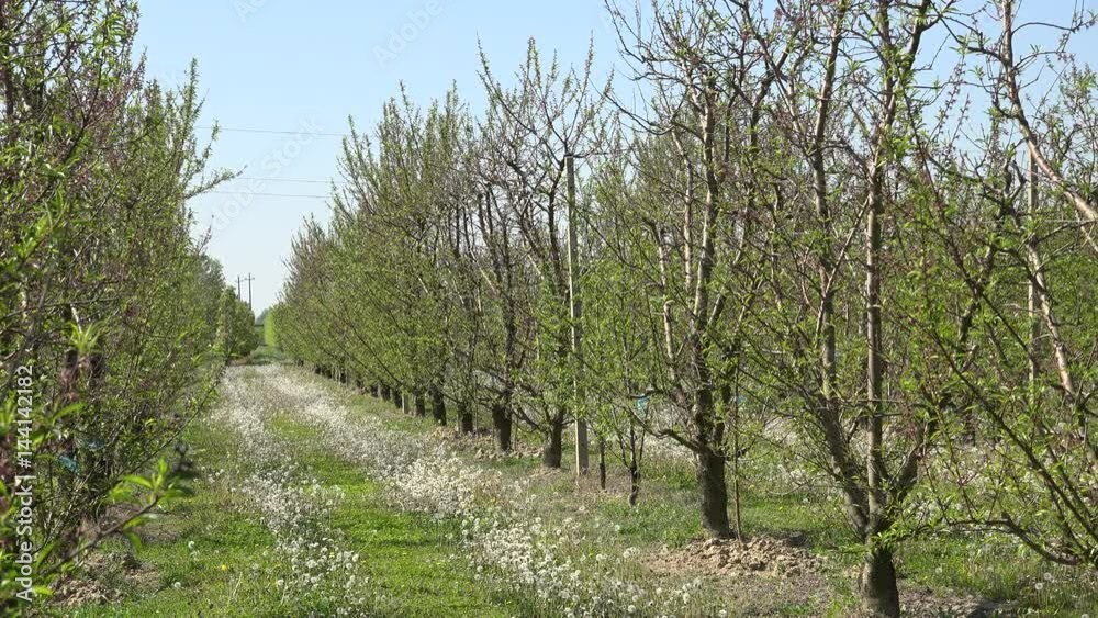 wind waving young leaves of fruit trees in rows and carpet of dandelions wind waving young leaves of fruit trees in rows and carpet of dandelions