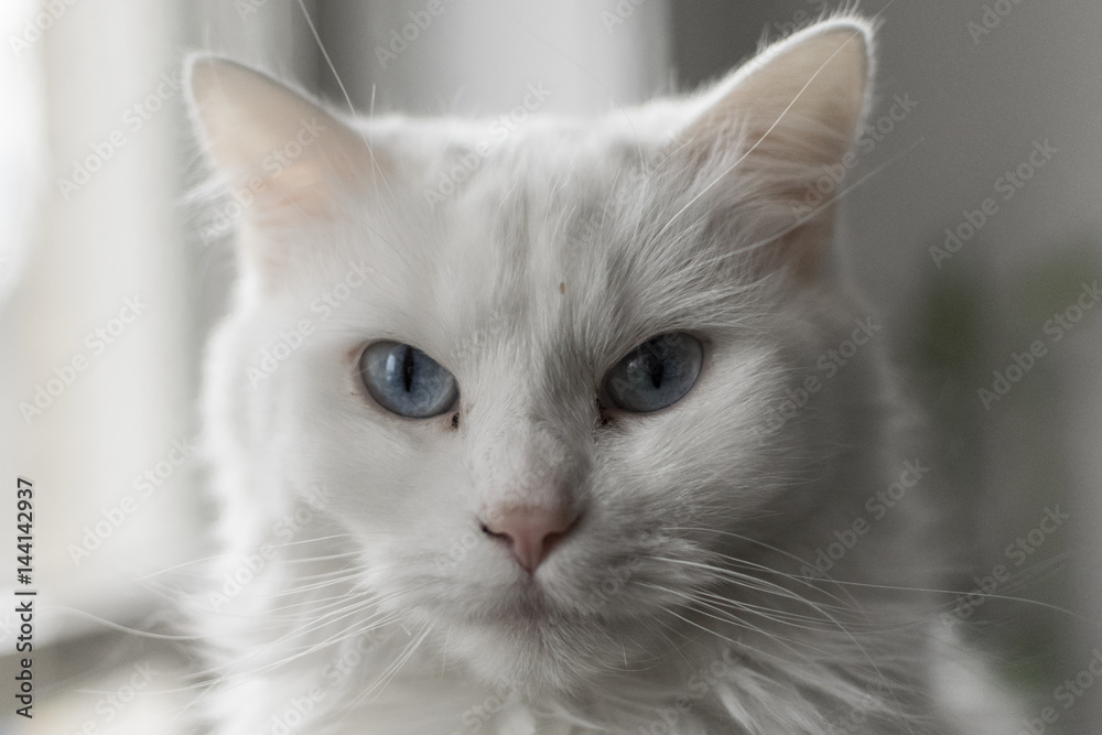 White Cat's Blank Stare