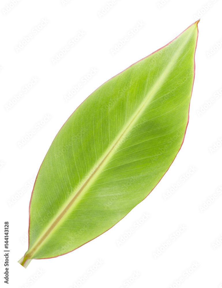 Obraz premium Banana leaf isolated on white background
