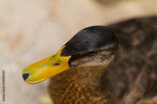 Duck photo