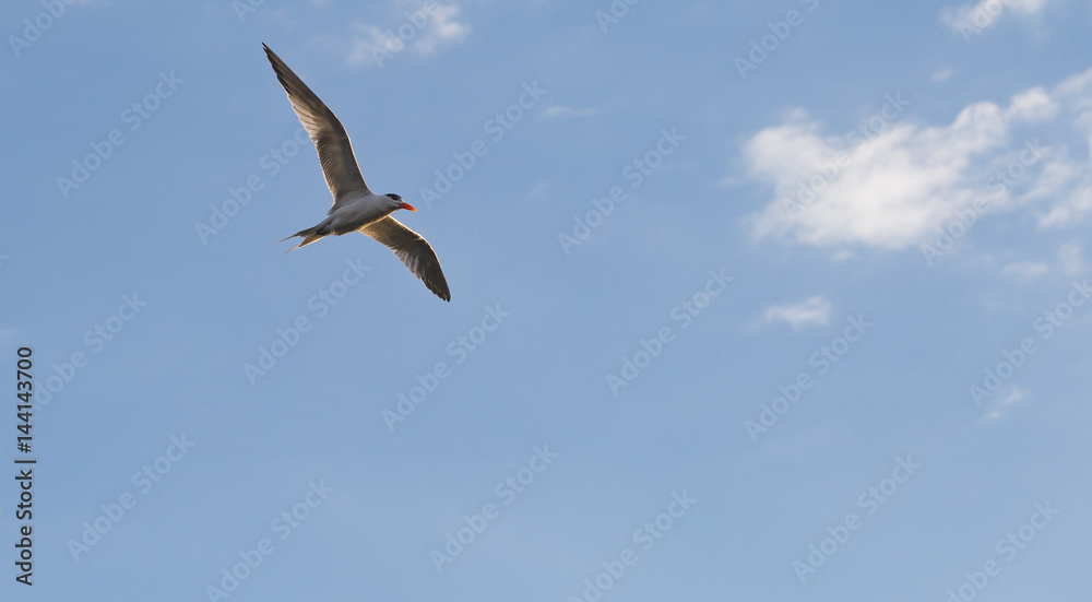 Gull in Florida Gull in Florida