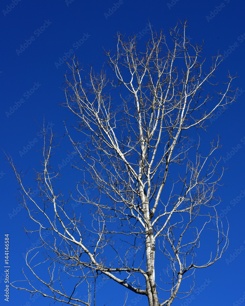 Bare aspen tree against deep blue clear sky in winter Bare aspen tree against deep blue clear sky in winter